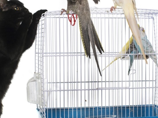 Jak poznawać papugę z innymi zwierzętami?