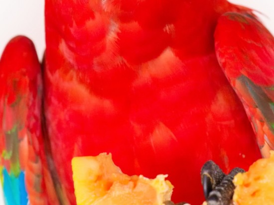 Jakie owoce podawać papugom?