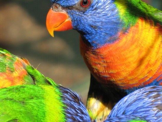 Jakie wapno dla papugi?