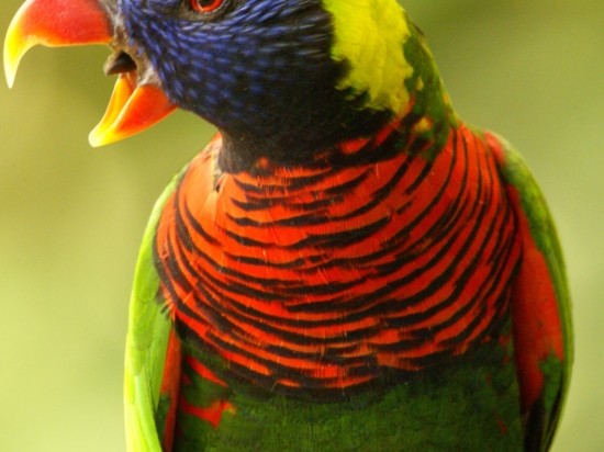 Papuga krzyczy – co zrobić?