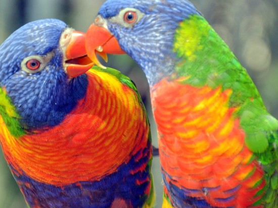 Zaparcie jaja, zaleganie jaja