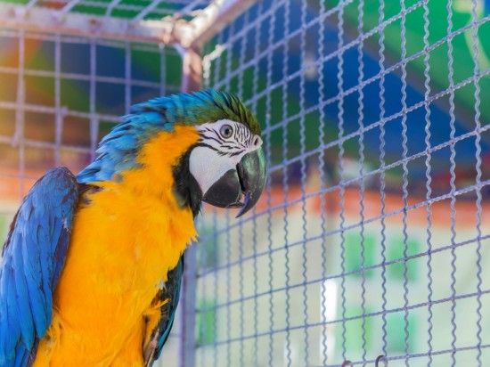 Jak nauczyć papugę wchodzić do klatki?
