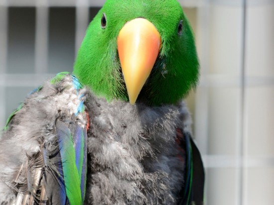 Jak rozpoznać, że ptak jest chory?