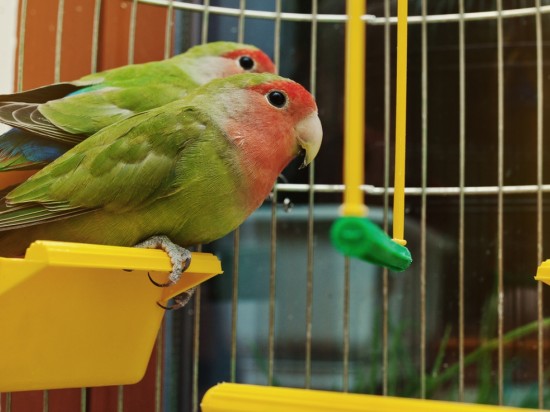 Jak wybrać klatkę dla papugi?