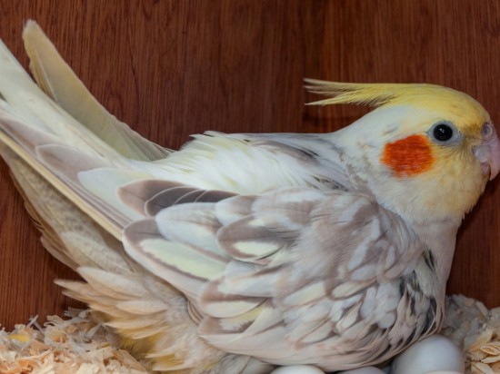 Opieka nad papugą w okresie lęgowym