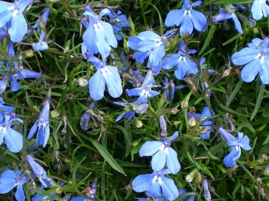 Lobelia (stroiczka)