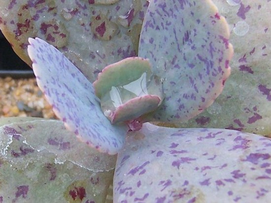 Kalanchoe (żyworódka)