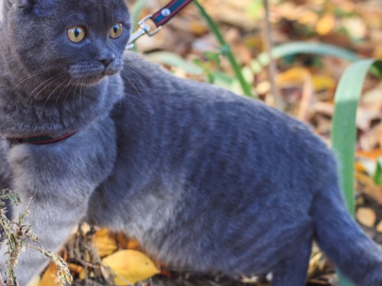 Gdy kot chce wychodzić na dwór