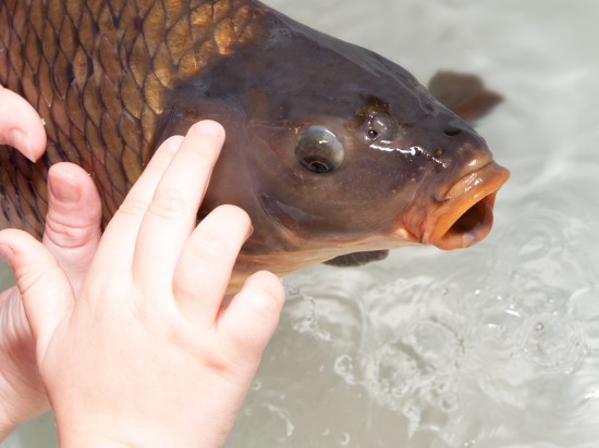 Męczarnia w imię tradycji