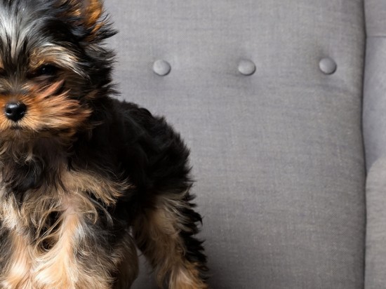 Gdy pies nie chce zostawać sam