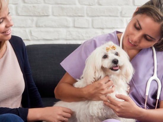 16 grzechów głównych Klientów gabinetów weterynaryjnych