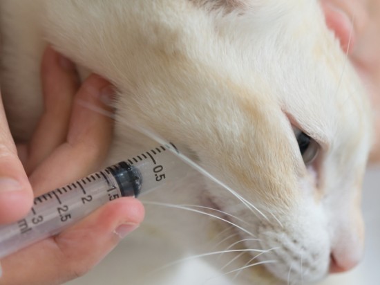 Żywienie chorego kota