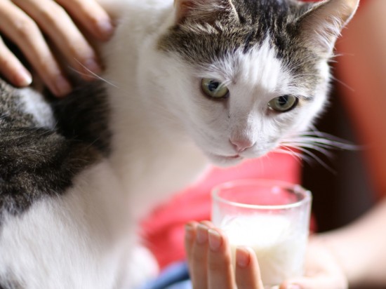 Czy kot powinien pić mleko?