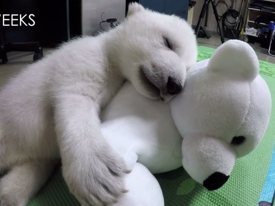 Zobacz jak dorasta miś polarny