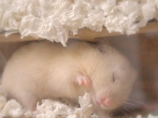 Dzień z życia chomika