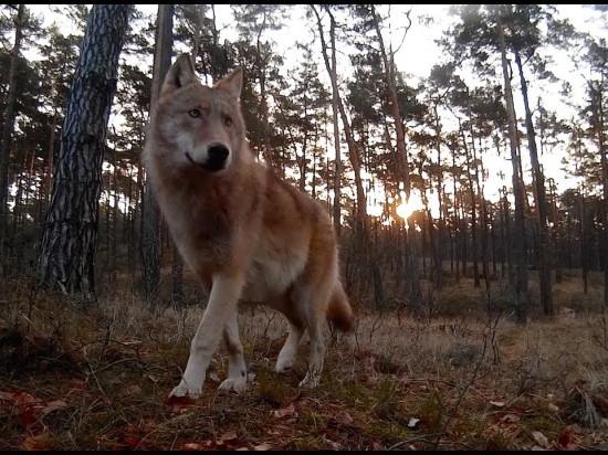 Zobacz wilka z naprawdę bliska