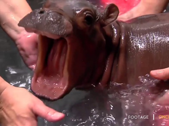 Oto Fiona  - mały hipopotam