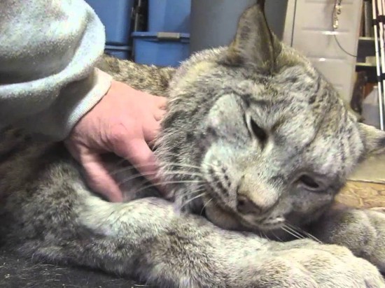 Poznajcie kanadyjskiego rysia