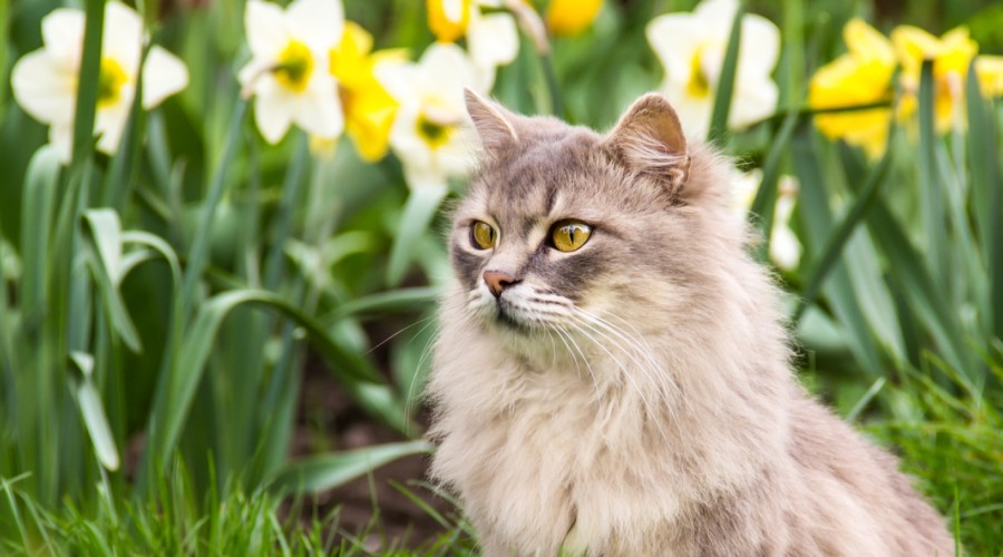 Czy powinno się wypuszczać kota z domu?