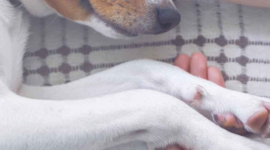 Eutanazja zwierząt - jak poradzić sobie ze stratą