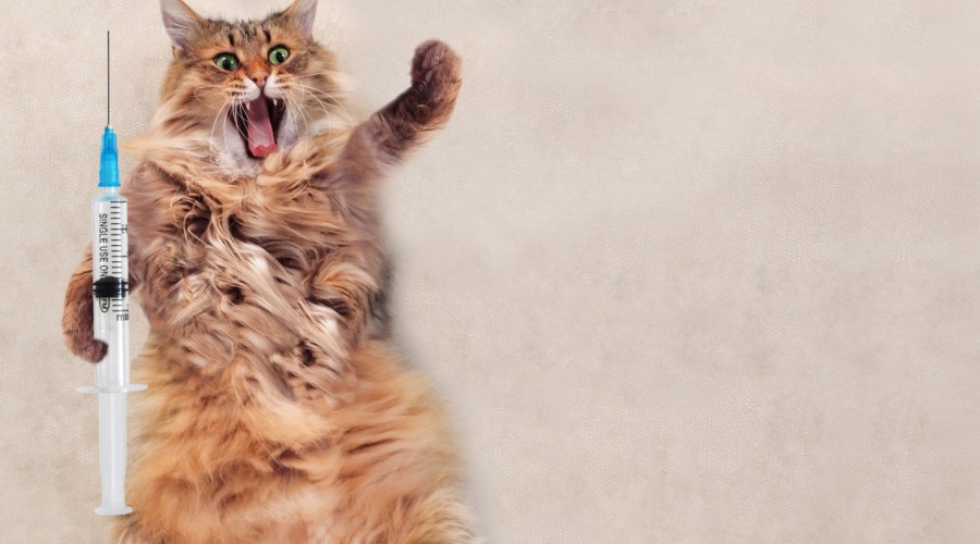 Szczepienia kotów - za i przeciw