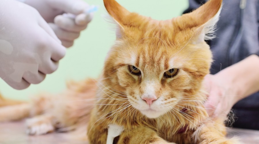 Stłuszczenie wątroby