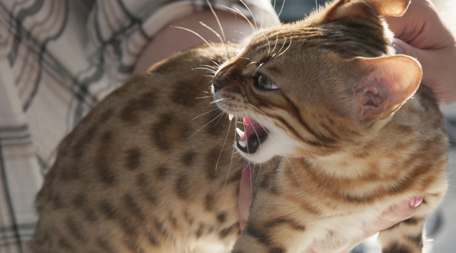 Agresja kotów w kierunku człowieka