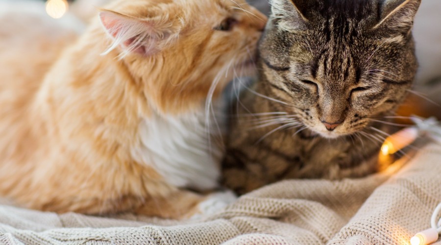 Życie kota domowego