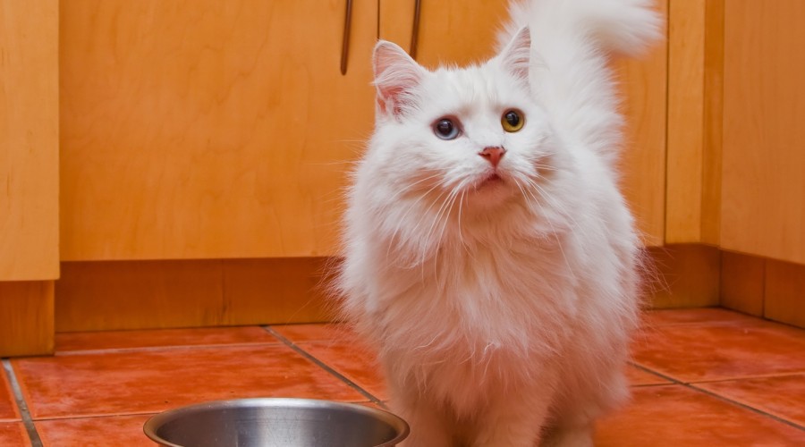 Zaburzenia apetytu u kota