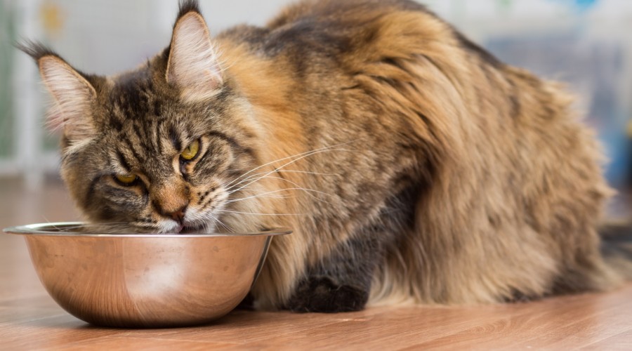 Dieta przy przewlekłej niewydolności nerek (CKD)