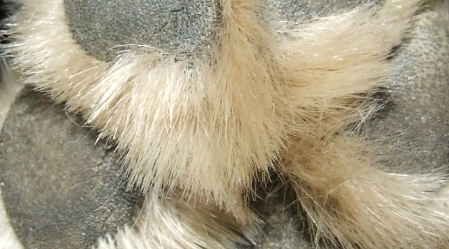 Pękające poduszki łap u psa