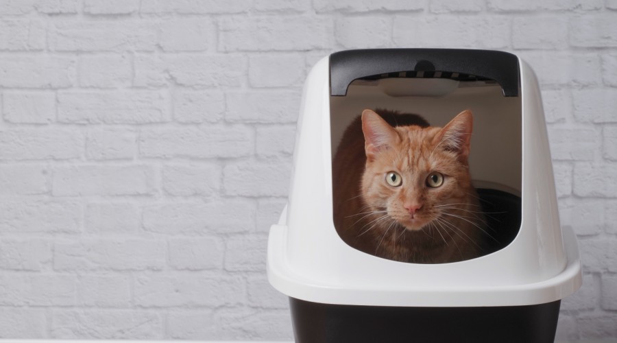 Benek standard - żwirek dla kotów