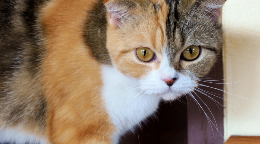 Program szczepień kota