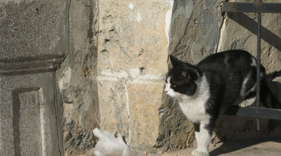 Jak znaleźć zaginionego kota