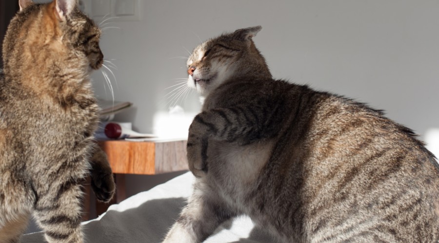 Jak rozdzielić walczące koty