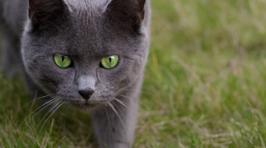 Zapalenie zatok okołoodbytowych u kota