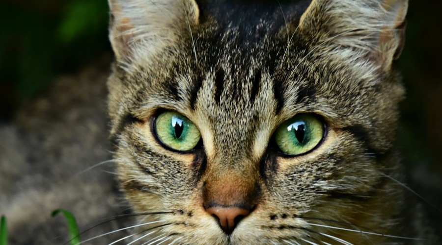 Zapalenie zewnętrznego kanału słuchowego