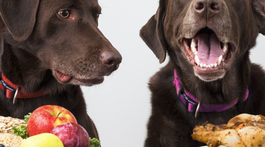 Nietolerancje pokarmowe