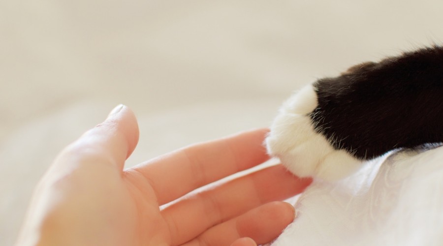 Jak udzielić kotu pierwszej pomocy