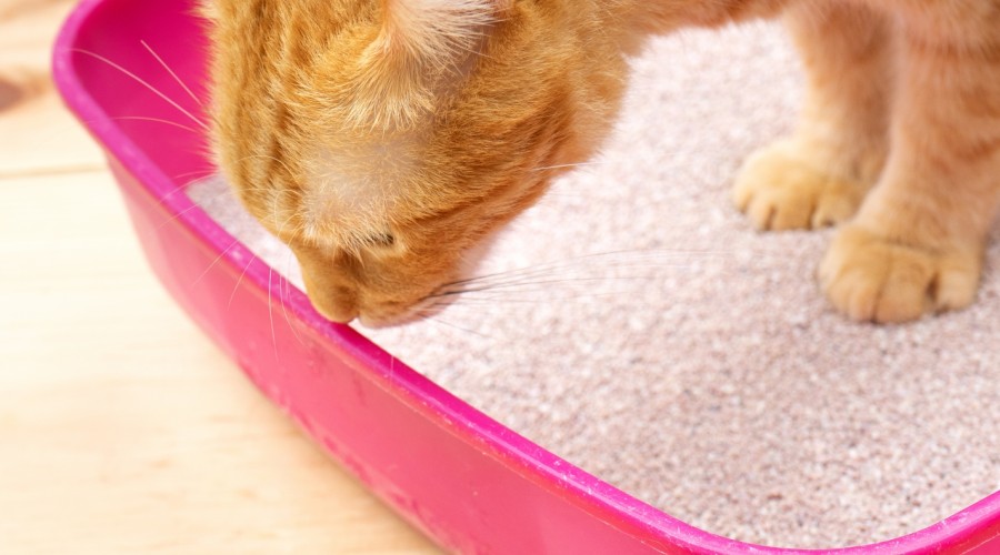 Jak pobrać mocz do badania od kota