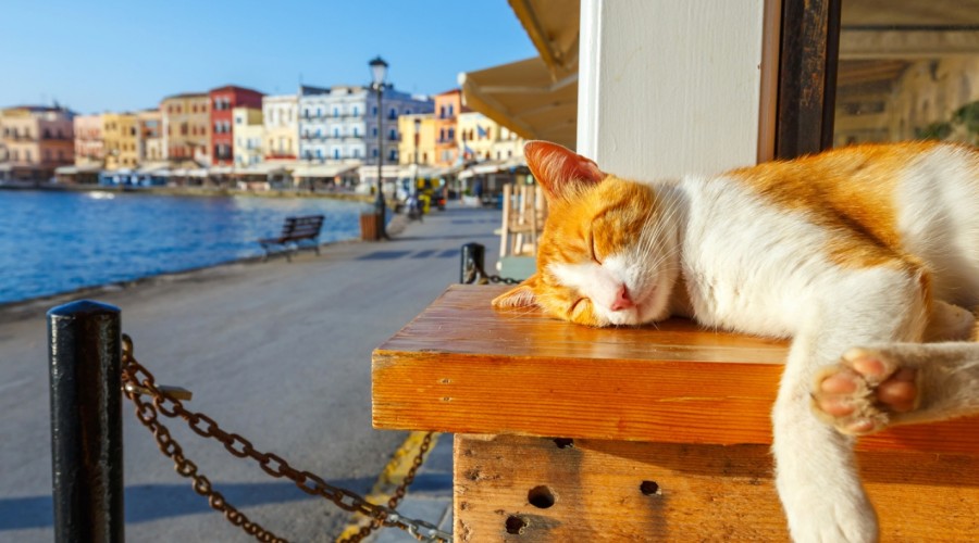 Zwierzę w czasie upałów