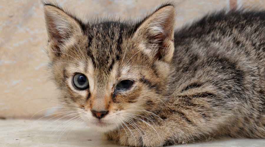 Choroby spojówek u kota