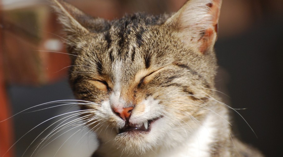 Choroby rogówki u kota