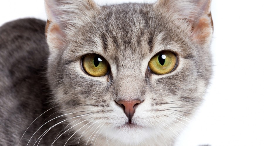 Choroby wątroby u kota