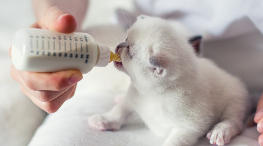 Jak wykarmić osierocone kocie oseski?
