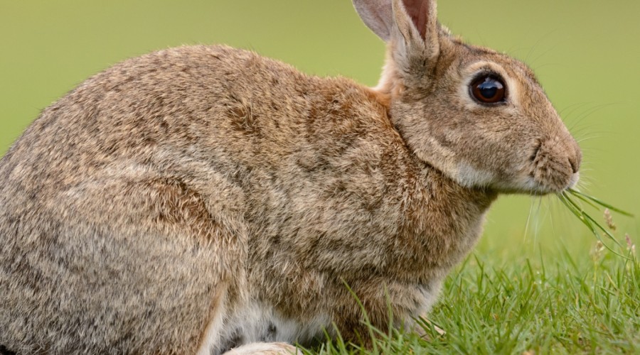 Królik zjada swoje odchody