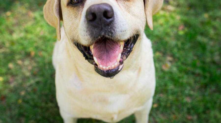 Uśmiech Pupila już we wrześniu