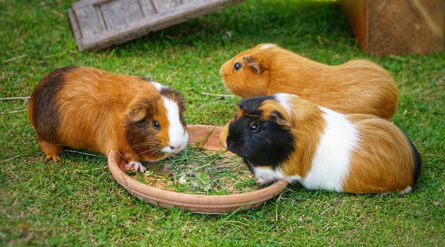 Żywienie świnki morskiej