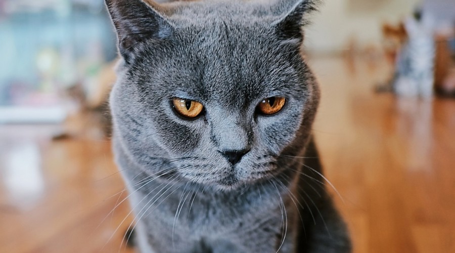 Niewydolność trzustki u kota