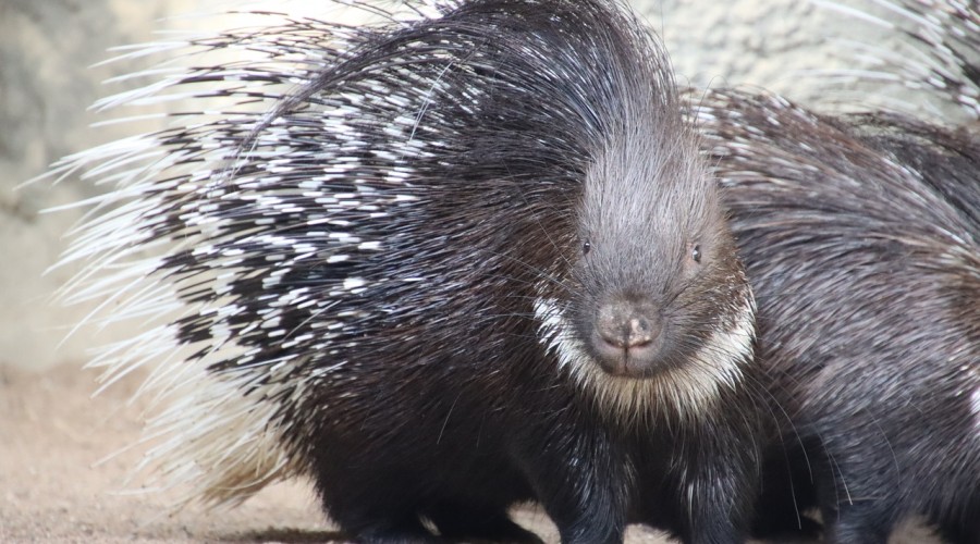 Pięć fałszywych mitów o zwierzętach